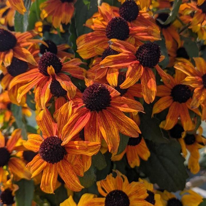 Brown Eyed Susan, Prairie Glow Coneflower - Image 3
