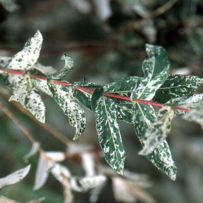 Willow, Dappled Willow - Image 3