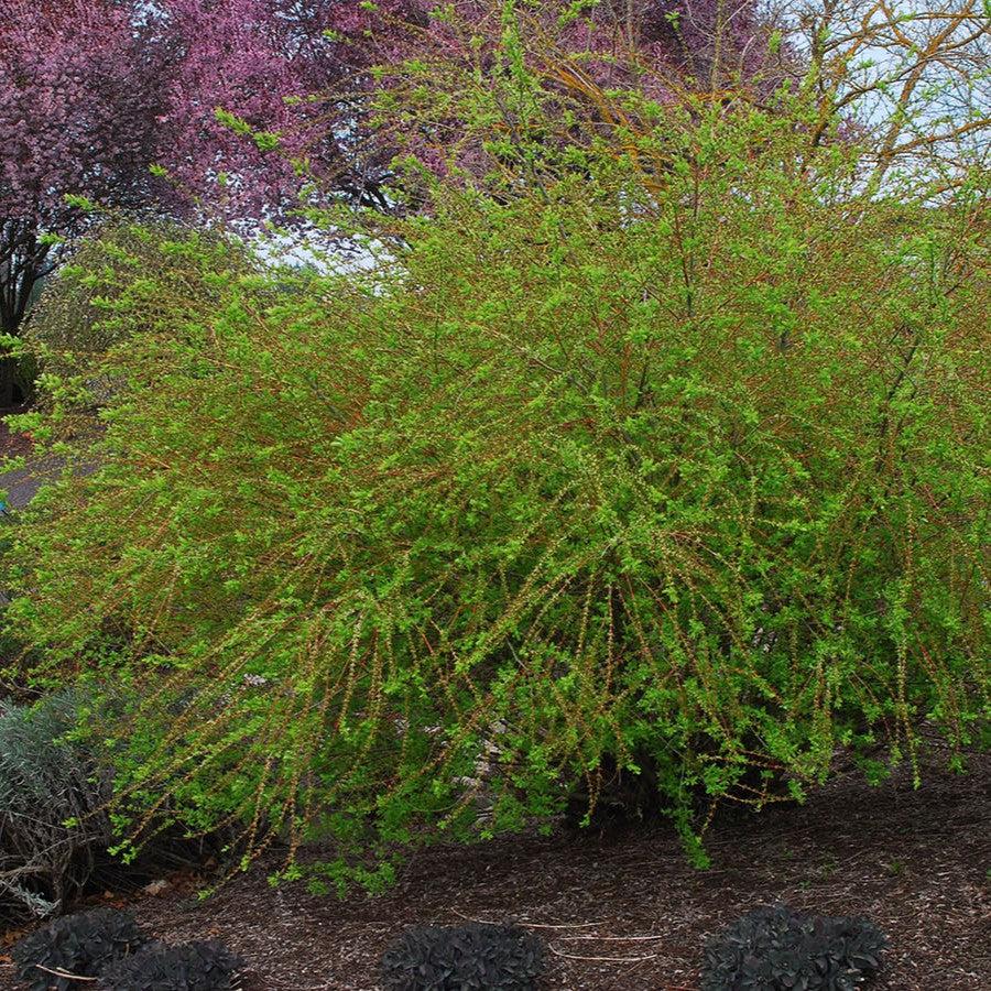 Willow, Dappled Willow - Image 5