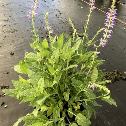 Salvia, May Night Wood Sage - Image 3