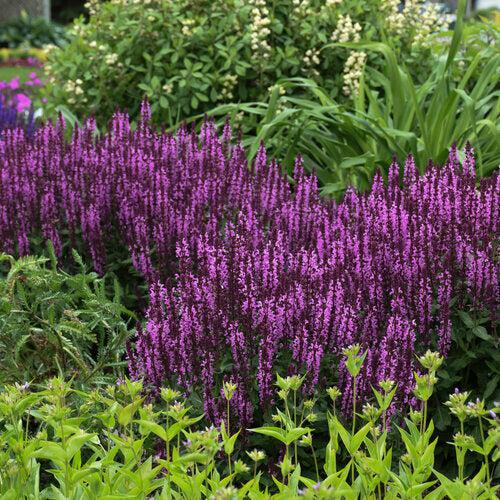 Salvia, Pink Profusion Meadow Sage - Image 3