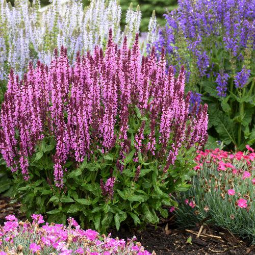 Salvia, Pink Profusion Meadow Sage - Image 4