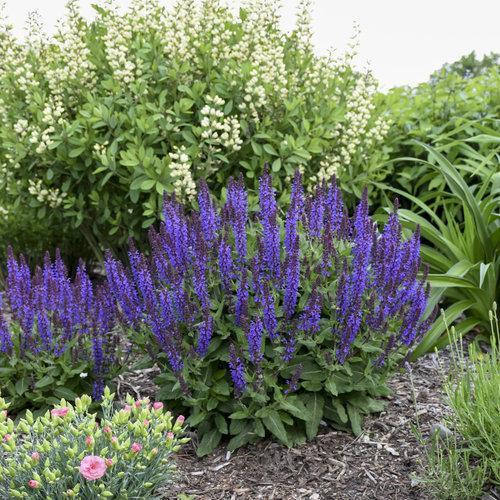 Salvia, Violet Profusion Meadow Sage - Image 4