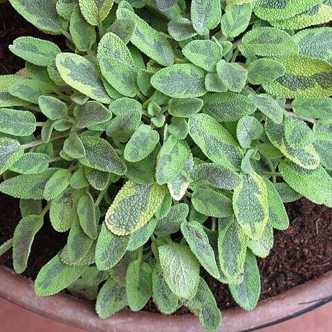 Sage, Icterina Golden Sage