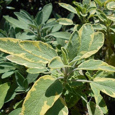 Sage, Icterina Golden Sage - Image 3