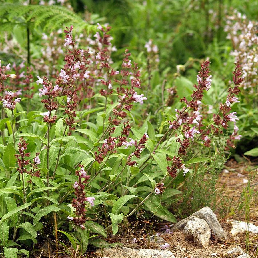 Sage, Garden Sage