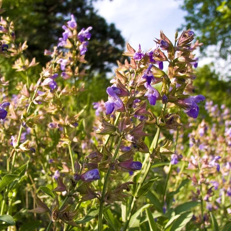 Sage, Garden Sage - Image 2
