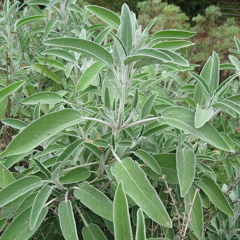 Sage, Garden Sage - Image 3