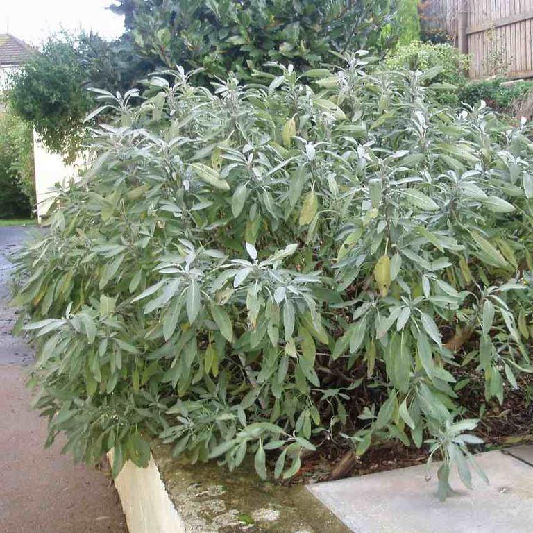 Sage, Garden Sage - Image 4