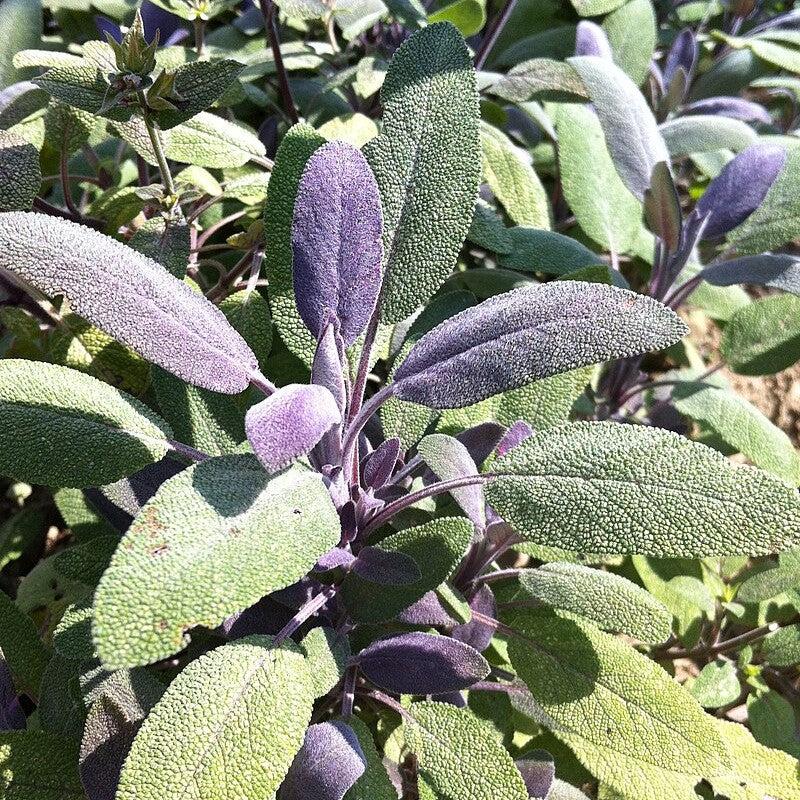 Sage, Purple Sage - Image 3