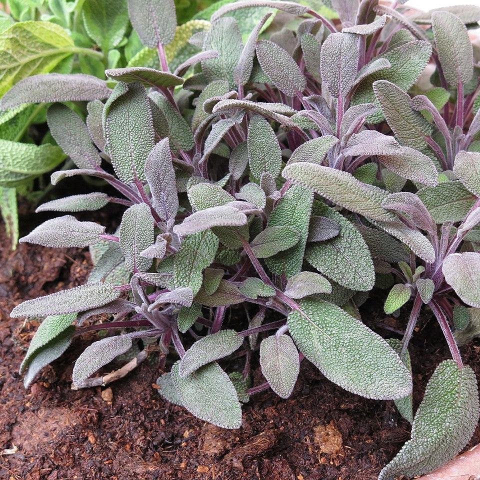 Sage, Purple Sage - Image 4