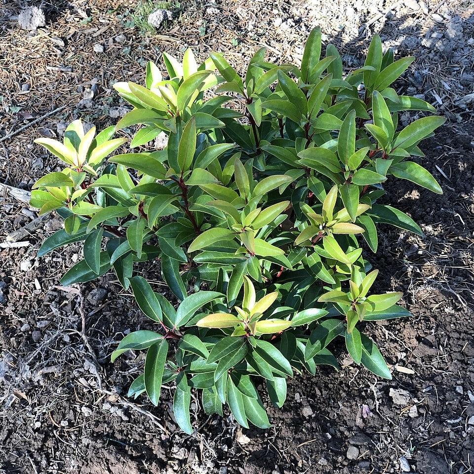 Mountain Laurel, Sarah Mountain Laurel - Image 3