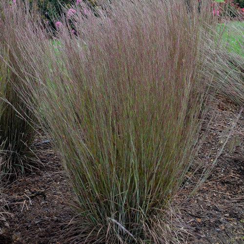 Grass, Blue Paradise Little Bluestem - Image 2
