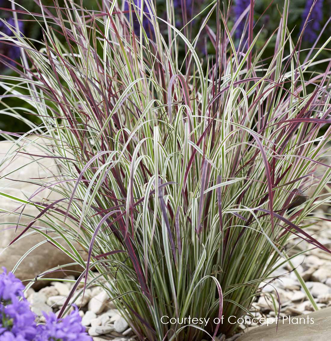 Grass, Chameleon Little Bluestem - Image 2