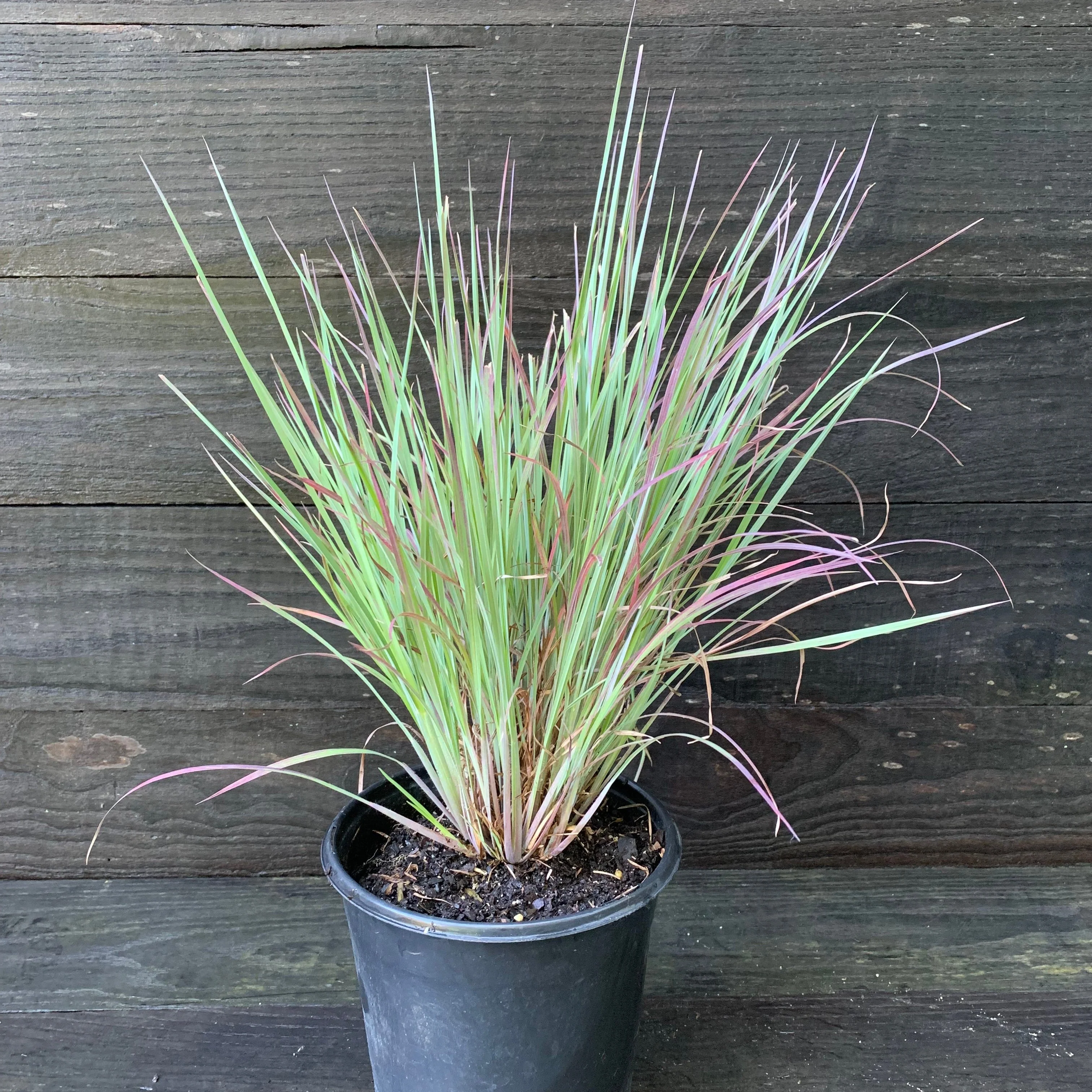 Grass, Standing Ovation Little Bluestem - Image 3