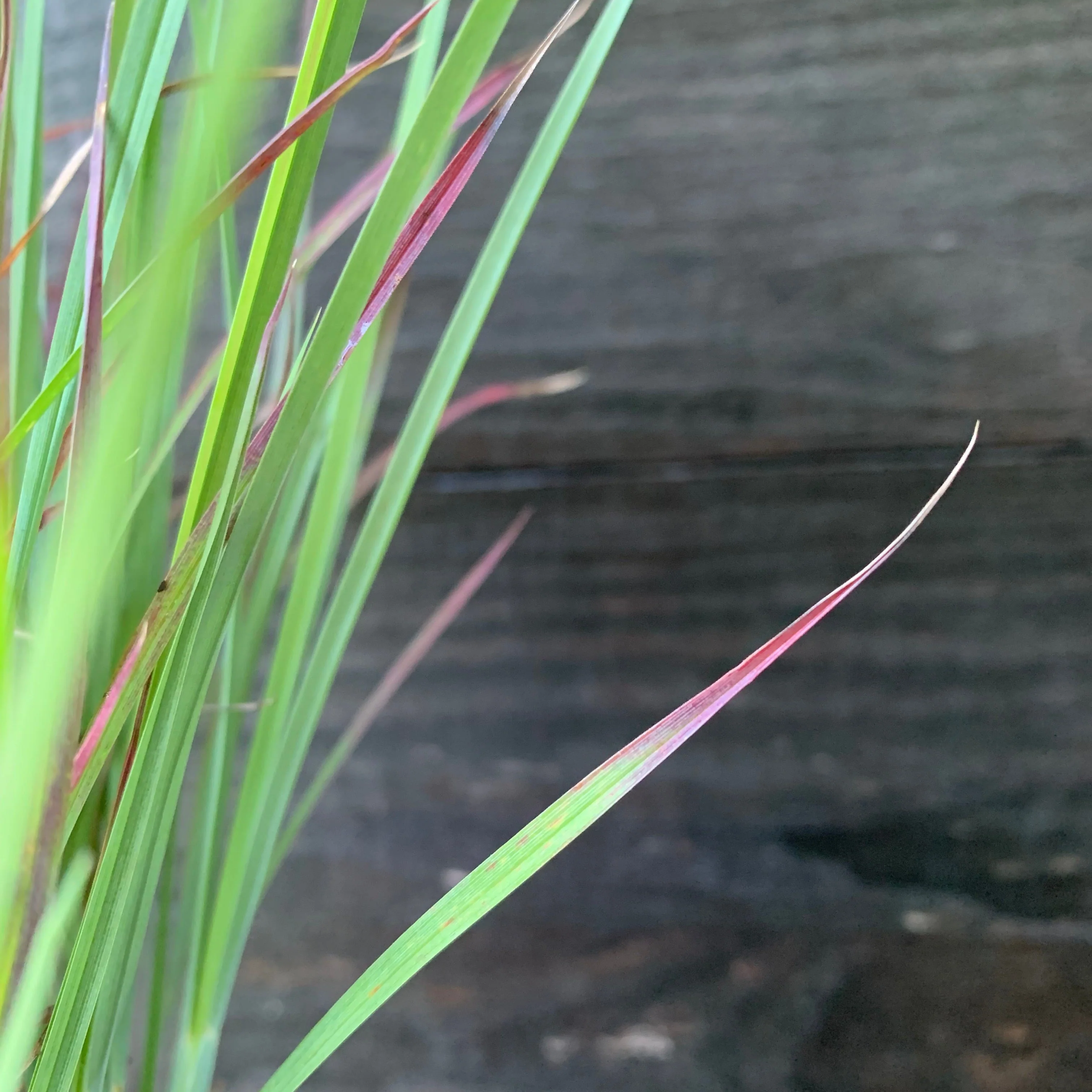 Grass, Standing Ovation Little Bluestem - Image 4