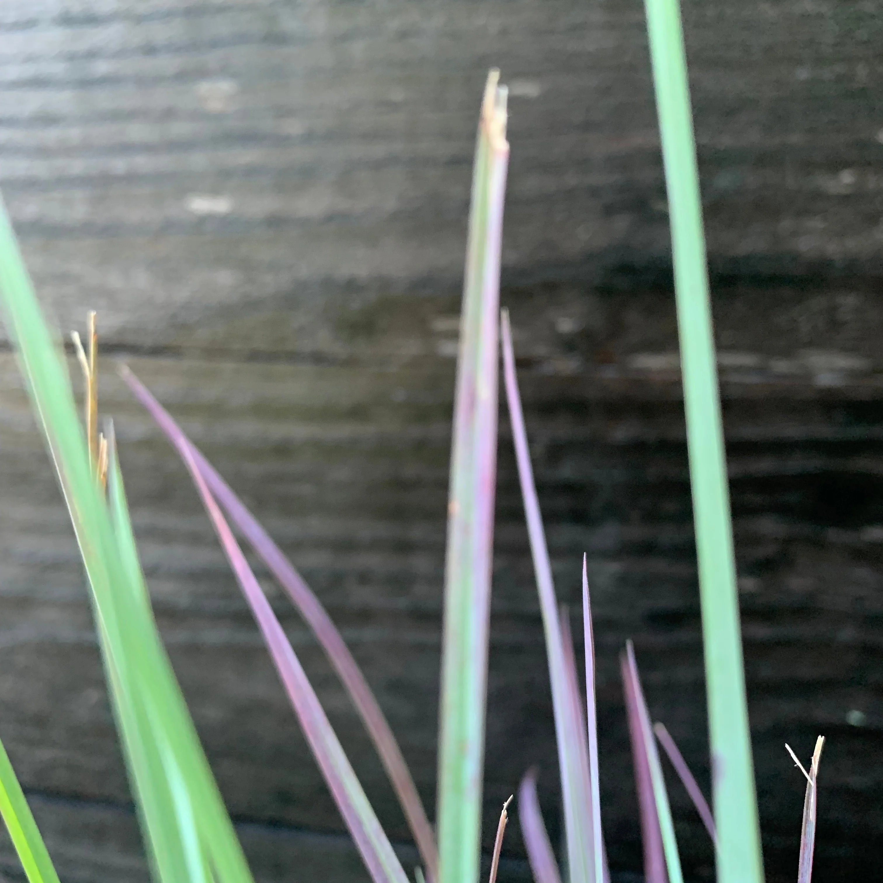 Grass, Standing Ovation Little Bluestem - Image 5