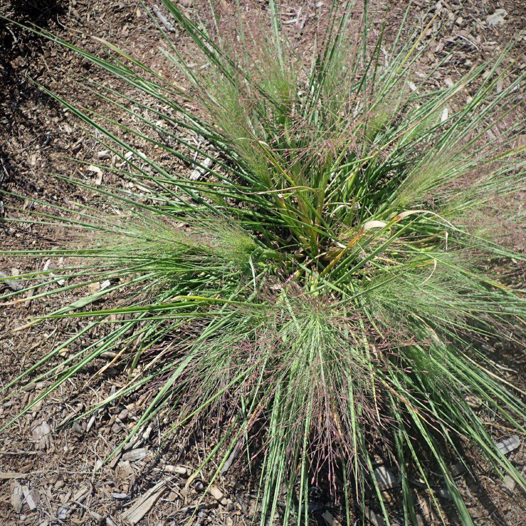 Grass, Standing Ovation Little Bluestem - Image 6