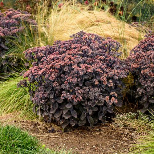 Sedum, Rock 'N Grow® Back In Black Stonecrop