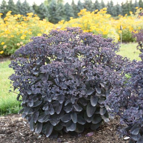 Sedum, Rock 'N Grow® Back In Black Stonecrop - Image 2