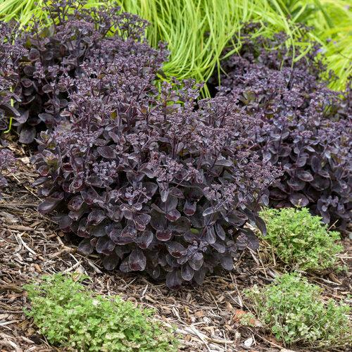 Sedum, Rock 'N Grow® Back In Black Stonecrop - Image 3