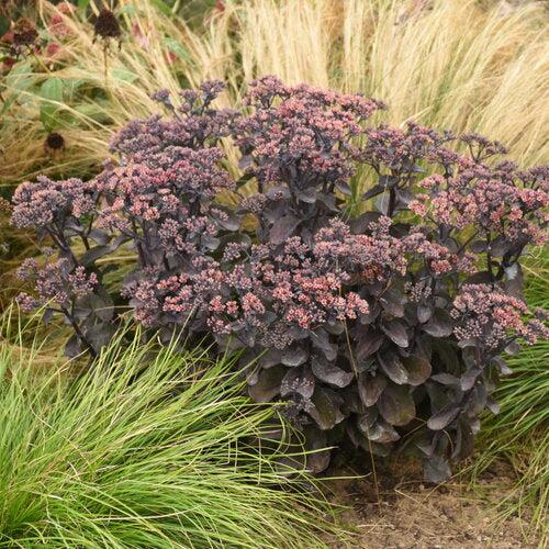 Sedum, Rock 'N Grow® Back In Black Stonecrop - Image 4