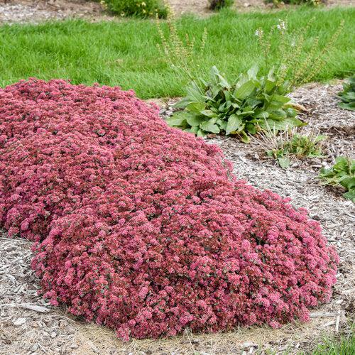Sedum, Rock 'N Round™ Popstar Stonecrop - Image 2
