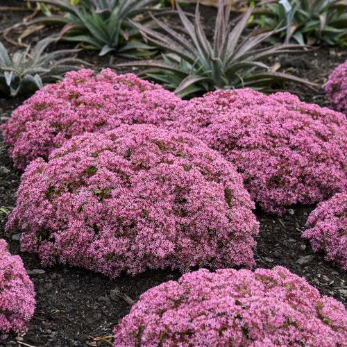 Sedum, Rock 'N Grow® Pride And Joy Stonecrop
