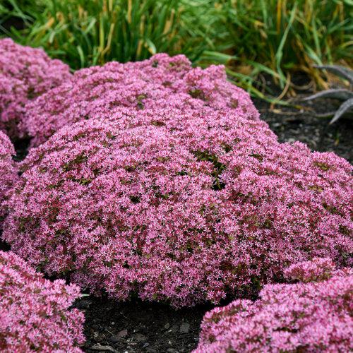 Sedum, Rock 'N Grow® Pride And Joy Stonecrop - Image 2