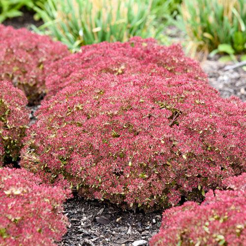 Sedum, Rock 'N Grow® Pride And Joy Stonecrop - Image 3