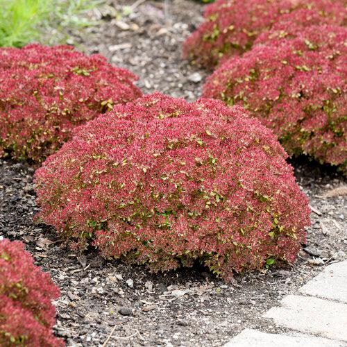 Sedum, Rock 'N Grow® Pride And Joy Stonecrop - Image 4