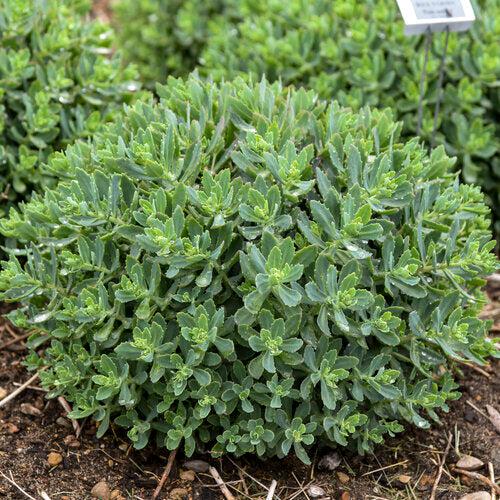 Sedum, Rock 'N Grow® Pride And Joy Stonecrop - Image 5