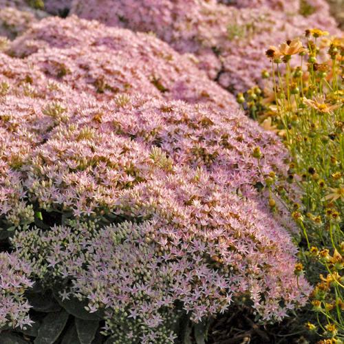 Sedum, Rock 'N Round™ Pure Joy Stonecrop