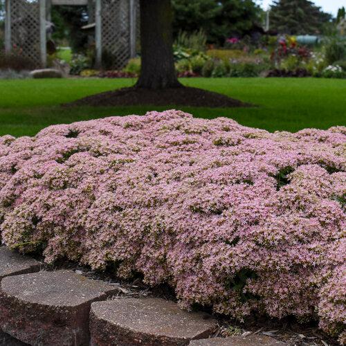 Sedum, Rock 'N Round™ Pure Joy Stonecrop - Image 2