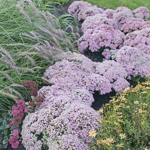 Sedum, Rock 'N Round™ Pure Joy Stonecrop - Image 3