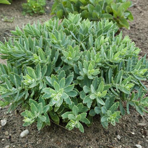 Sedum, Rock 'N Round™ Pure Joy Stonecrop - Image 4