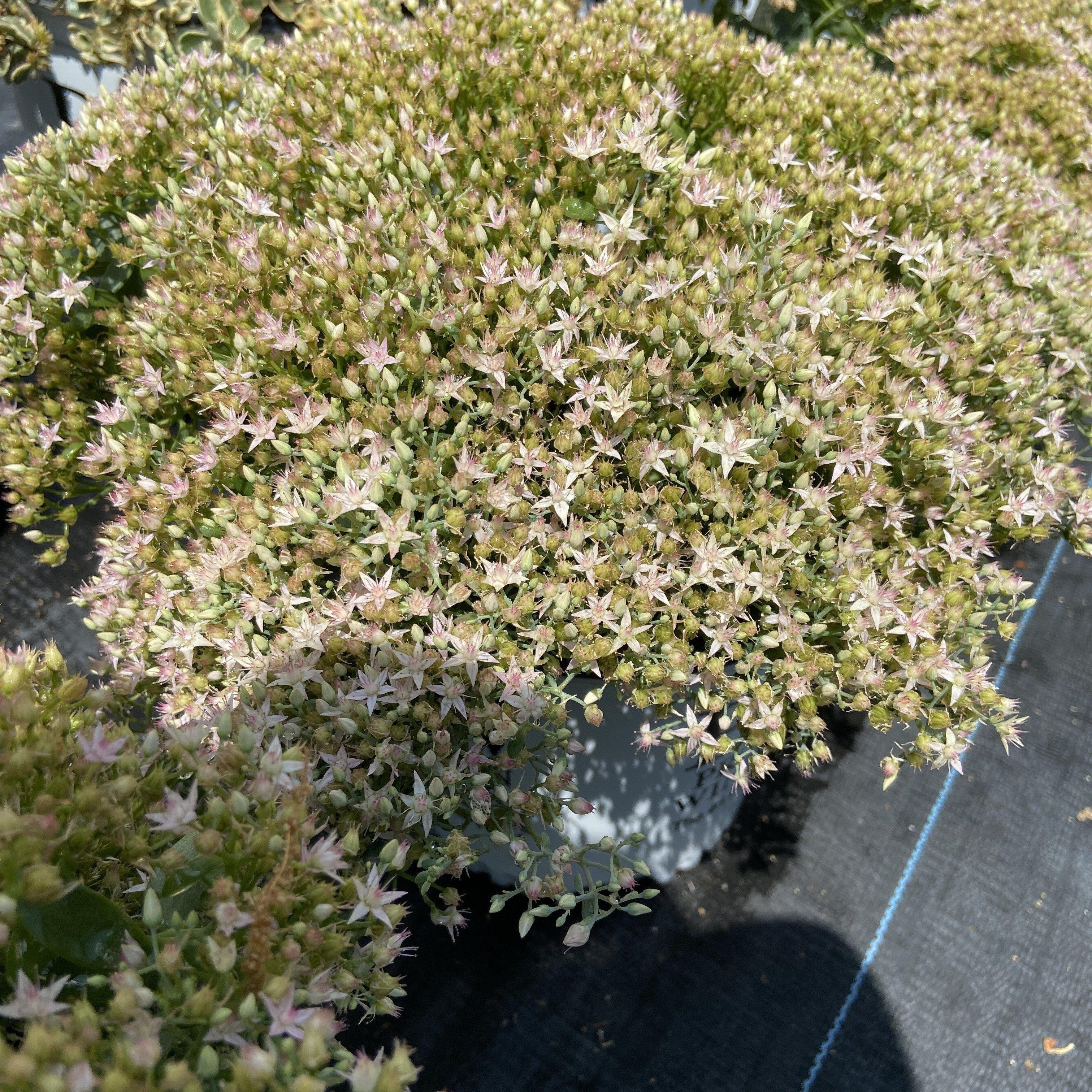 Sedum, Rock 'N Round™ Pure Joy Stonecrop - Image 5