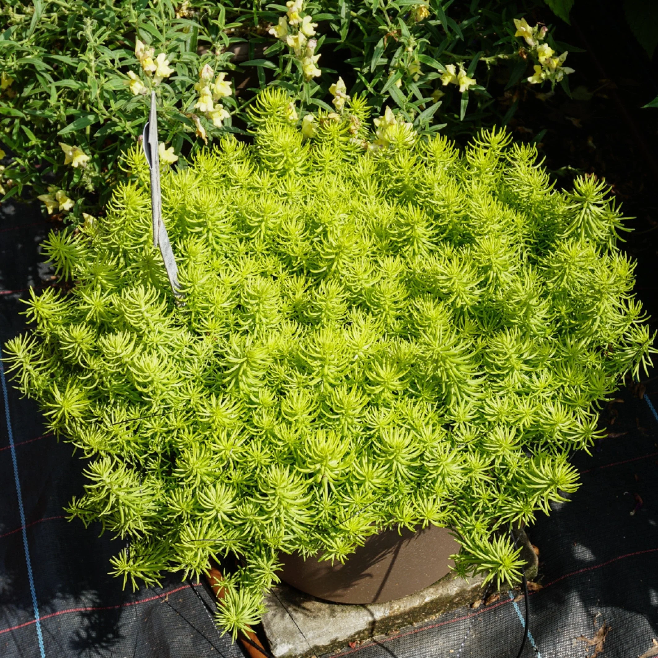 Sedum, Prima Angelina Stonecrop