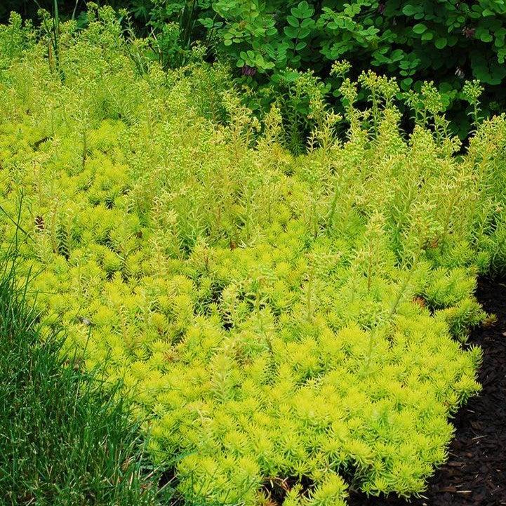 Sedum, Prima Angelina Stonecrop - Image 2