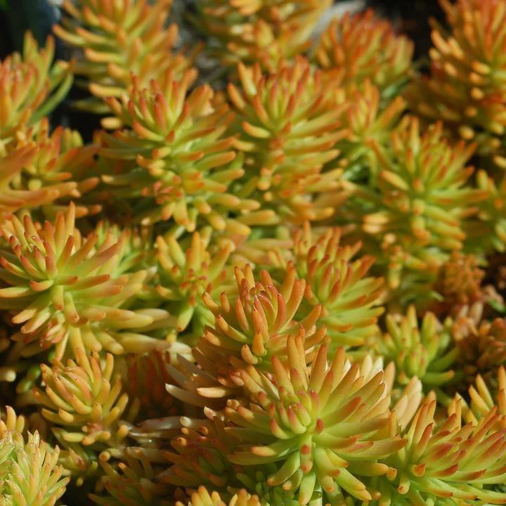 Sedum, Prima Angelina Stonecrop - Image 3