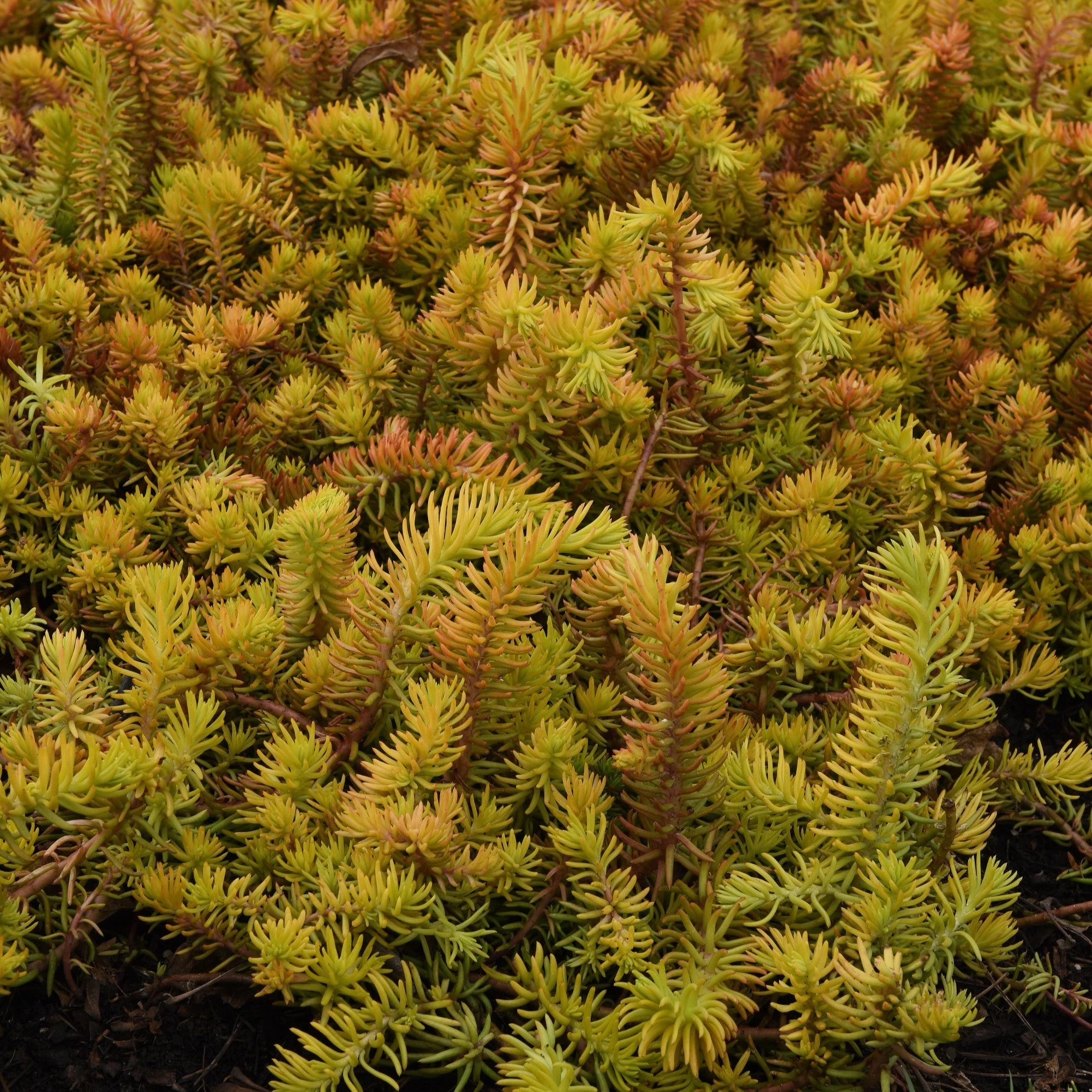 Sedum, Prima Angelina Stonecrop - Image 4