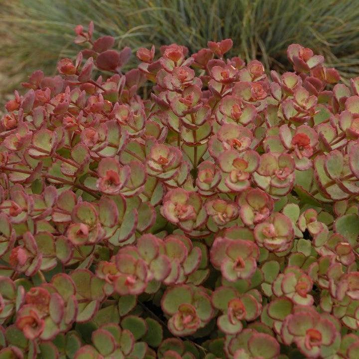 Sedum, October Daphne Stonecrop