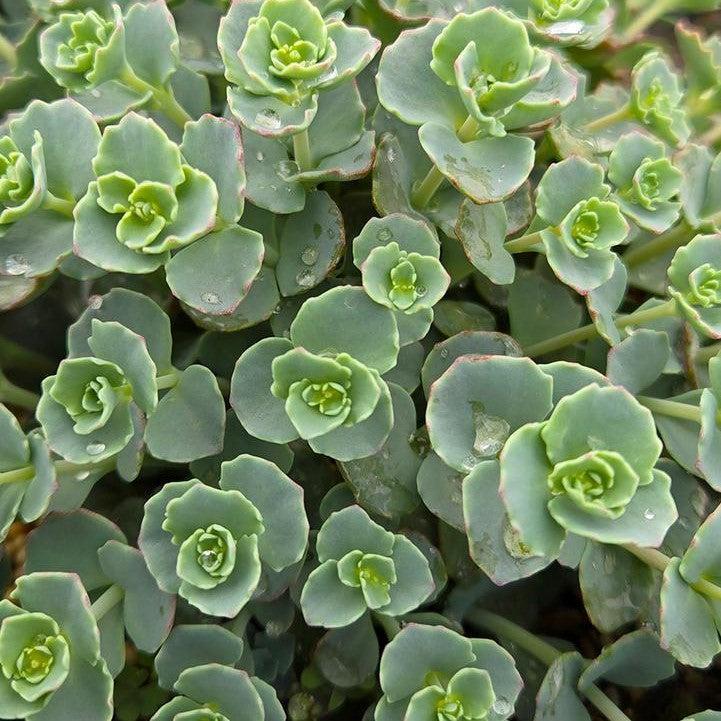 Sedum, October Daphne Stonecrop - Image 2