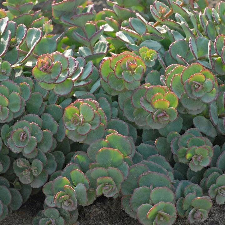 Sedum, October Daphne Stonecrop - Image 3