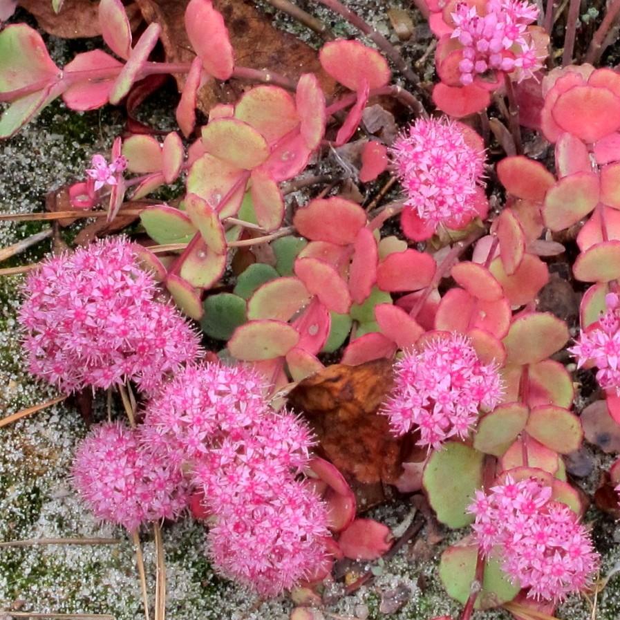Sedum, October Daphne Stonecrop - Image 4
