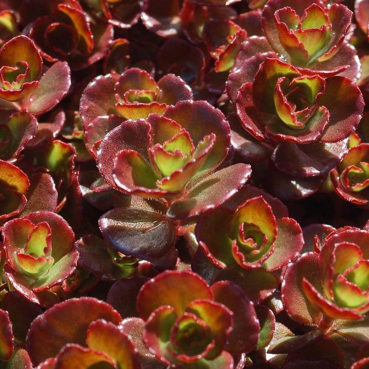 Sedum, Fuldaglut Stonecrop