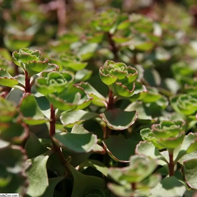 Sedum, Fuldaglut Stonecrop - Image 2