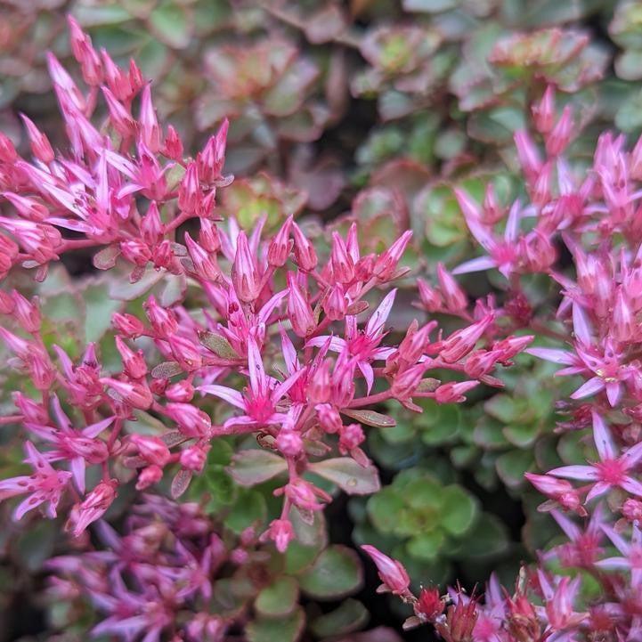 Sedum, Fuldaglut Stonecrop - Image 3
