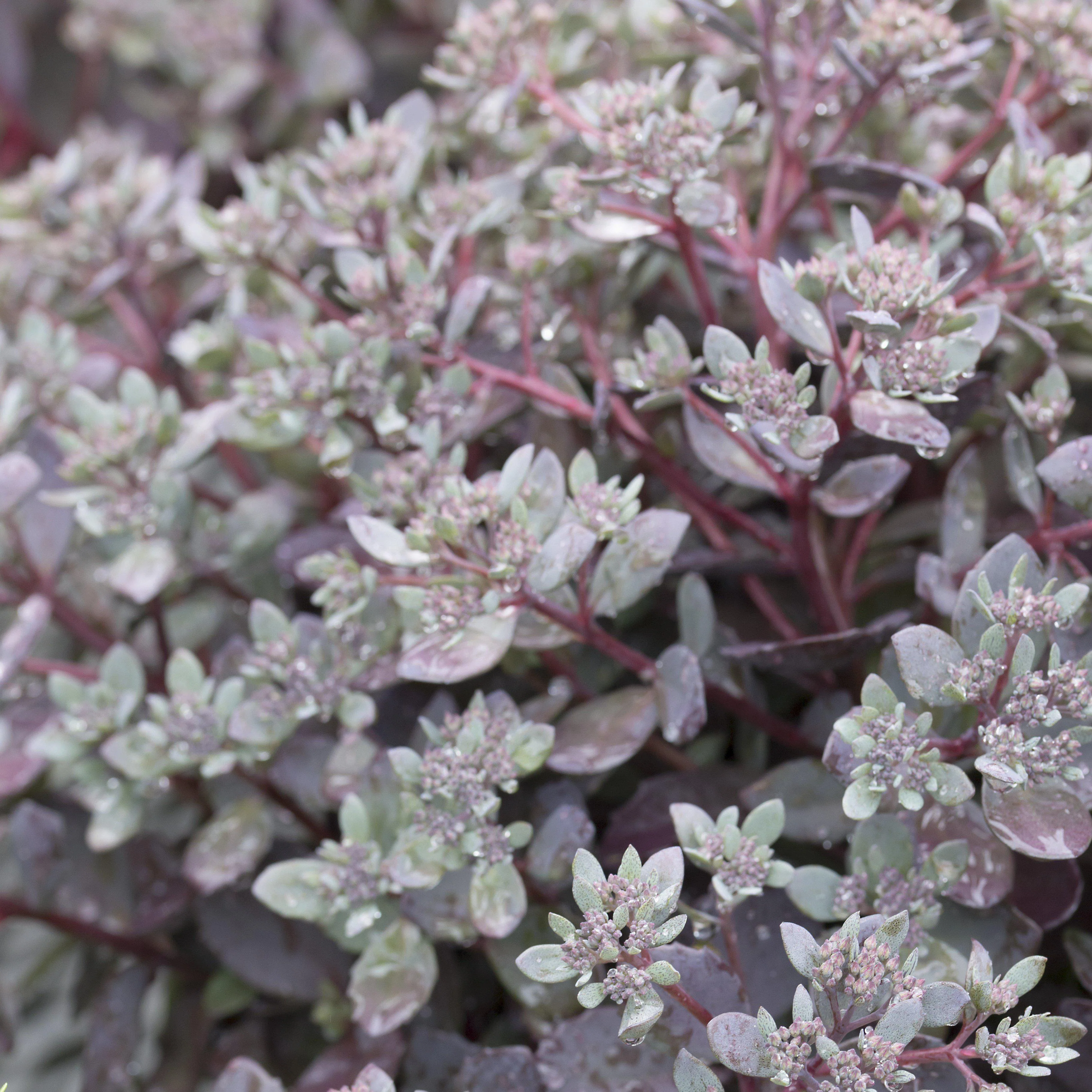 Sedum, SunSparkler® Dazzleberry Sedum