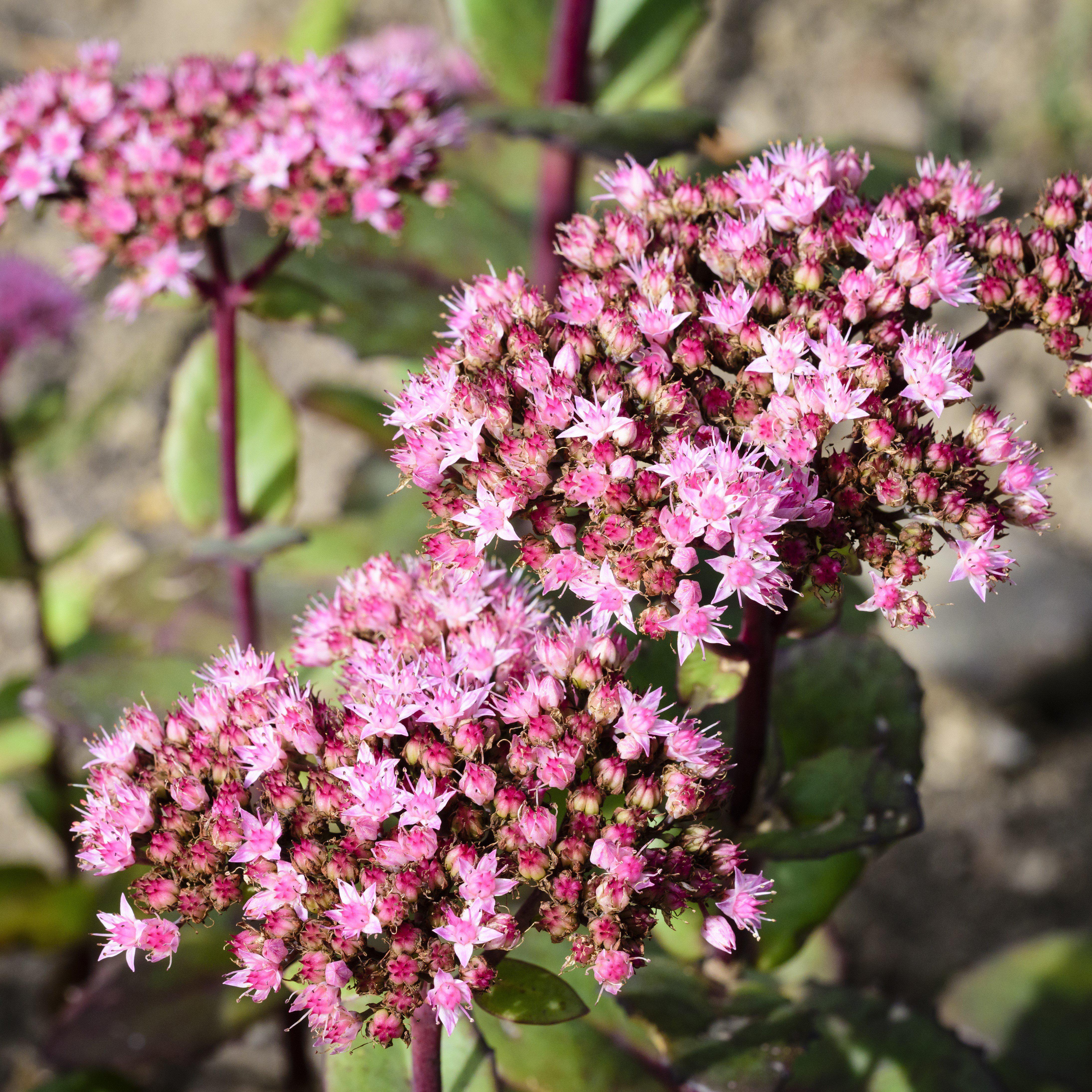 Sedum, SunSparkler® Lime Zinger Sedum - Image 2